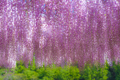 WISTERIA