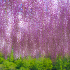 WISTERIA