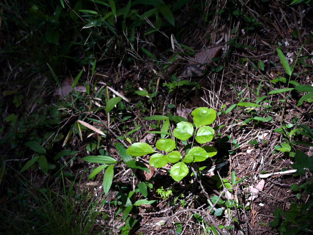 木漏れ日