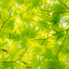Ｖｅｒｄｕｒｅ