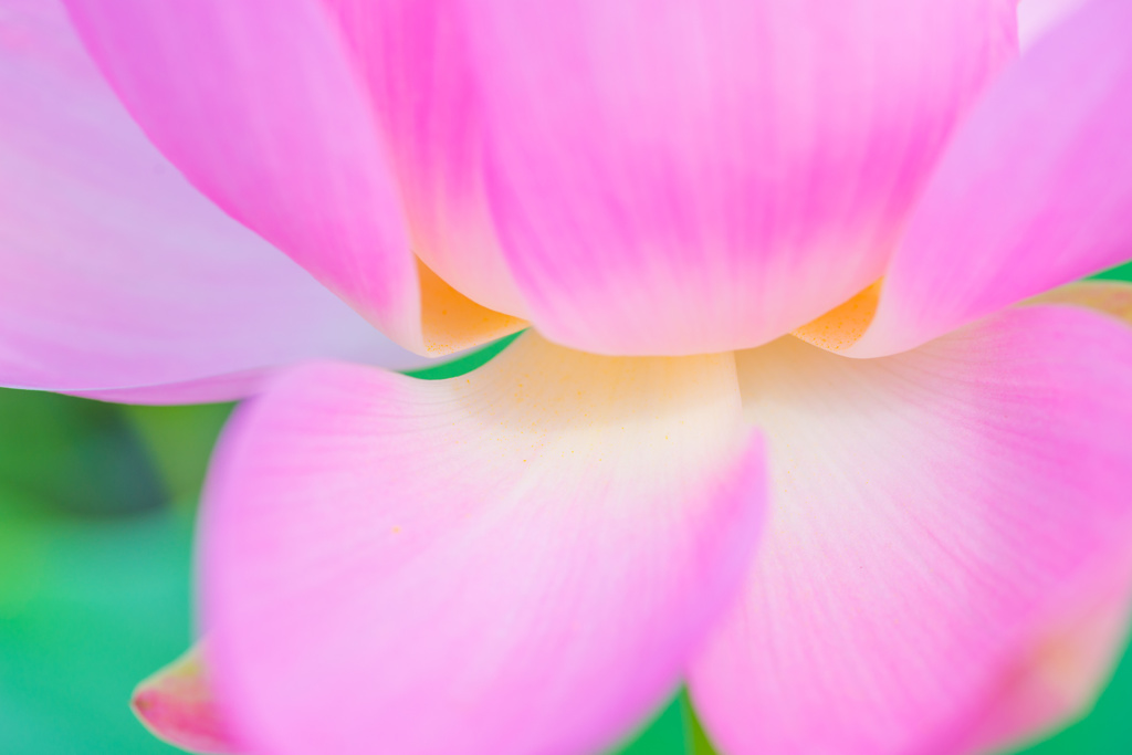 The Oga Lotus