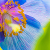 Meconopsis