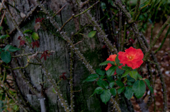 In a Rose Garden