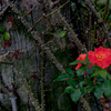 In a Rose Garden