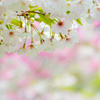 Ｓａｋｕｒａ．