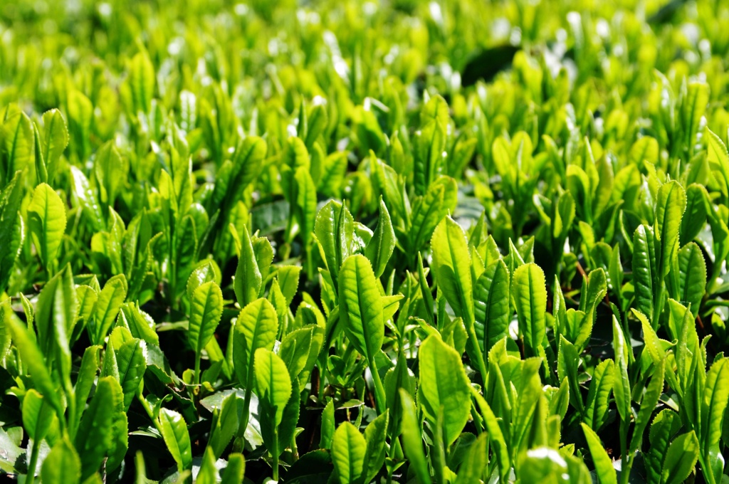 新茶の季節です