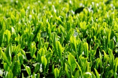 新茶の季節です