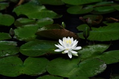 睡蓮