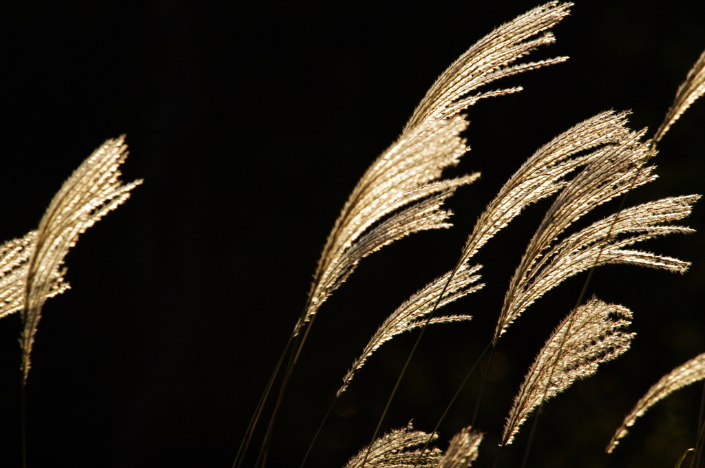 光のＤＡＮＣＥ