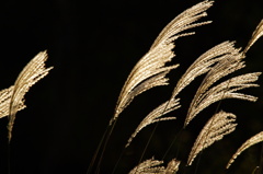 光のＤＡＮＣＥ