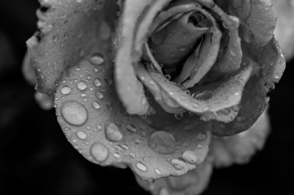 Monochrome 2.
