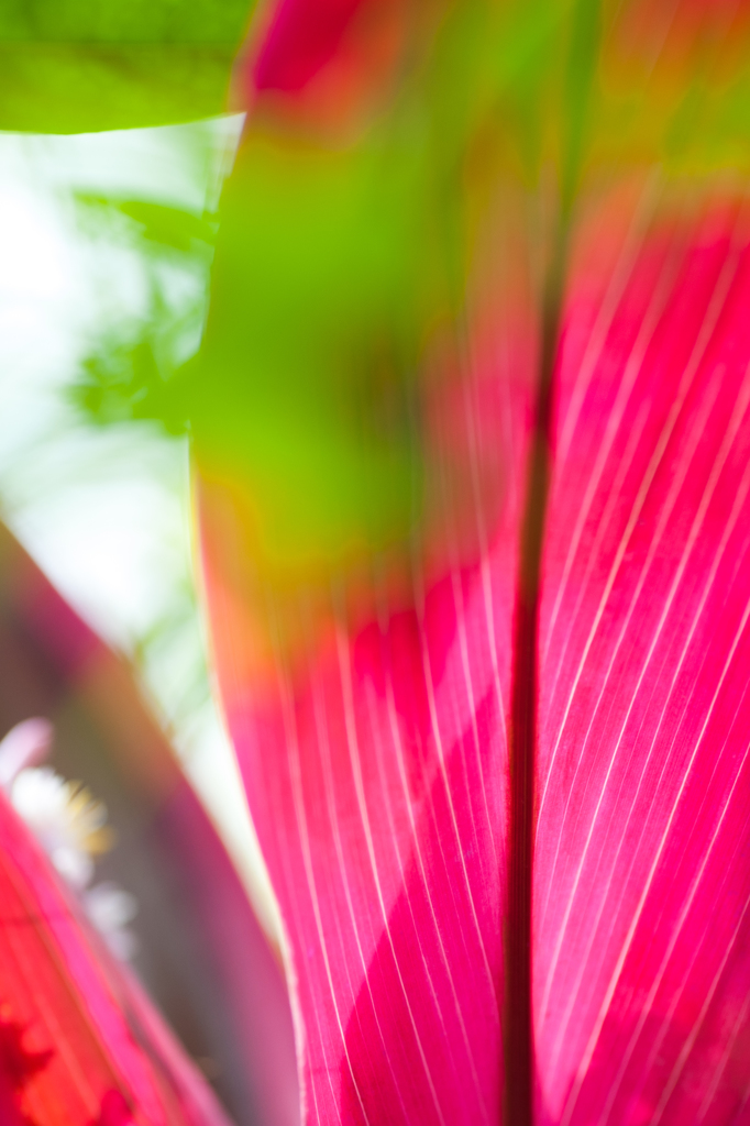 Ｍａｇｅｎｔａ