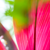 Ｍａｇｅｎｔａ