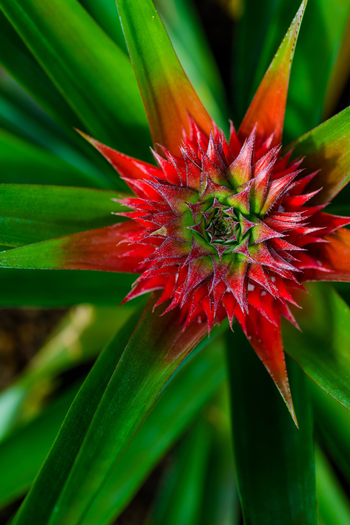 RED and GREEN