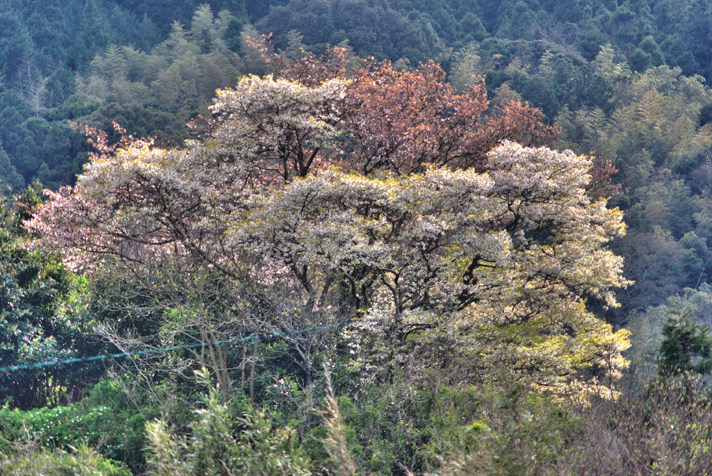 糸島の山桜