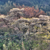 糸島の山桜