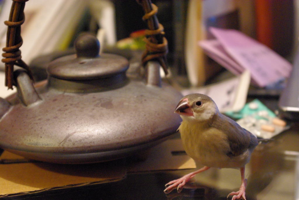 文鳥ここに立つ