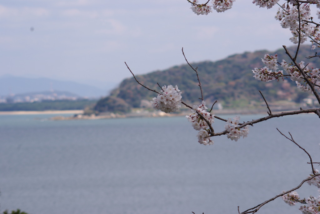 半島と桜