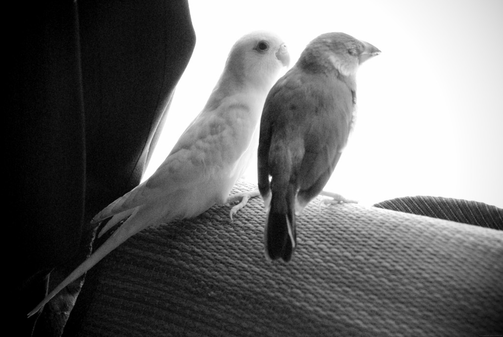 文鳥インコの日当たり