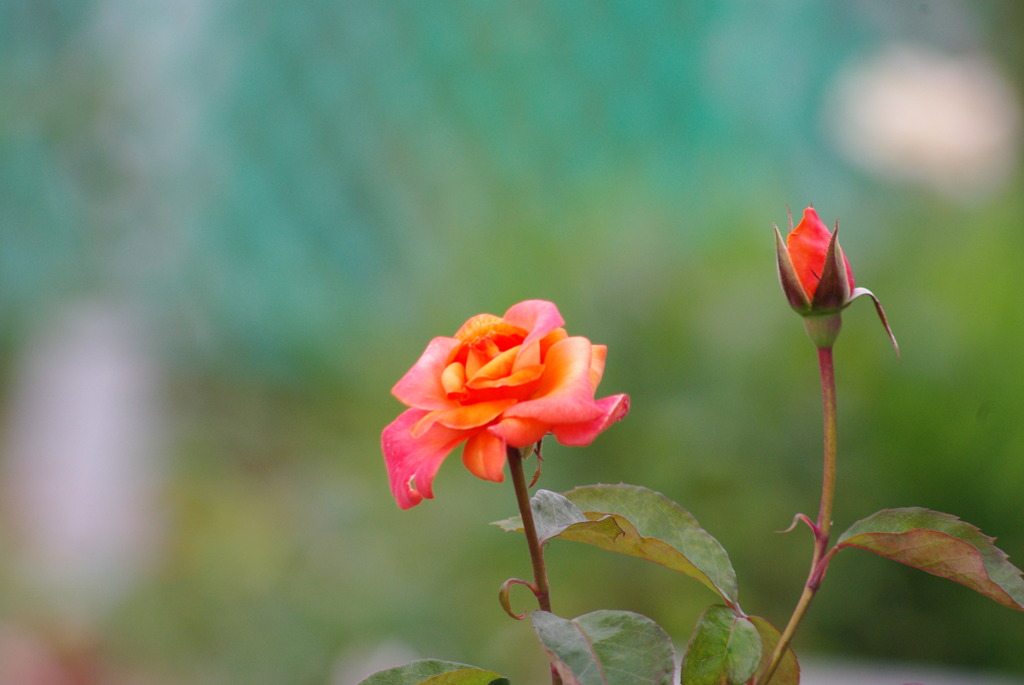 一輪の薔薇