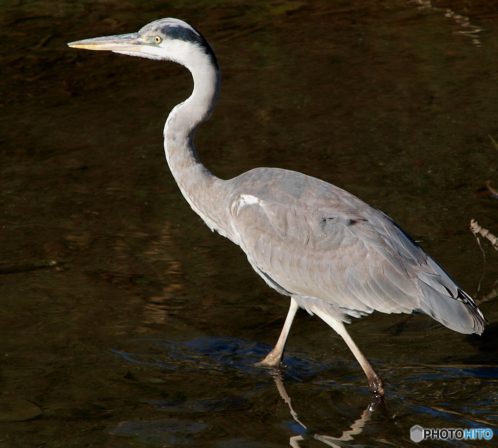 gray heron