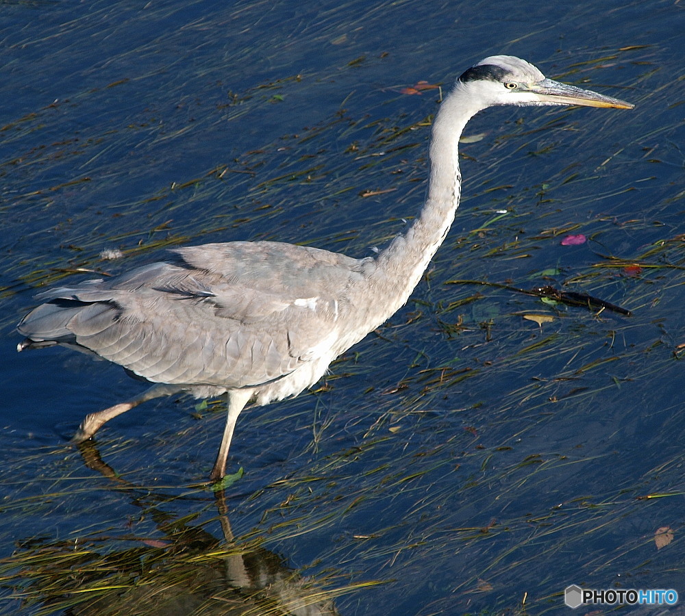 gray heron