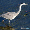 gray heron