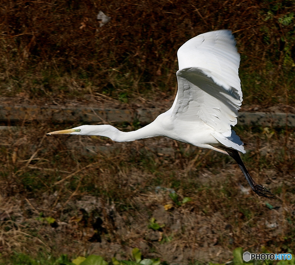 Egret