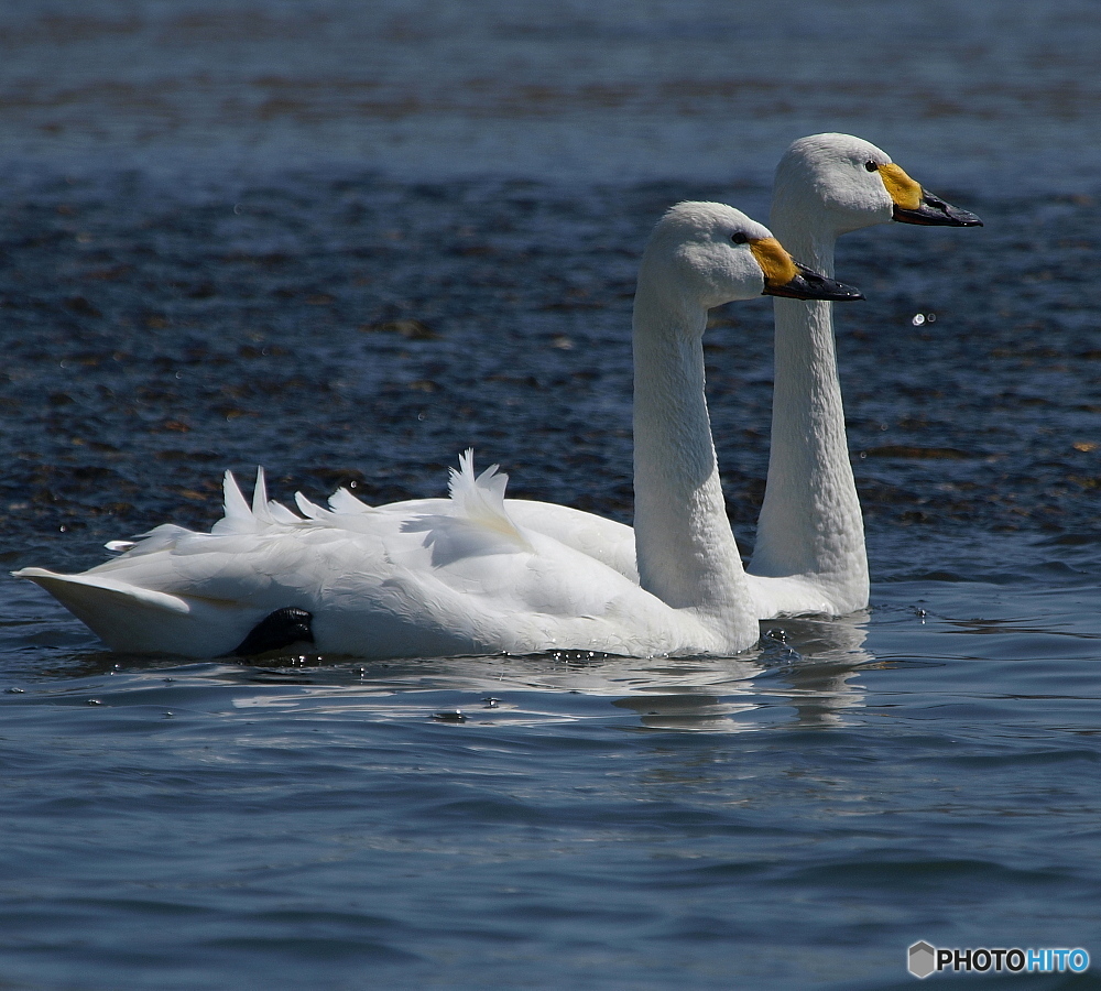 Swan