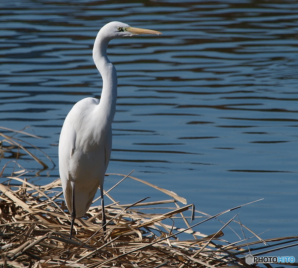 Egret