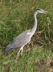 Grey Heron
