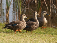 修景池＠武蔵野の森公園Ⅱ