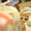 ちらっ