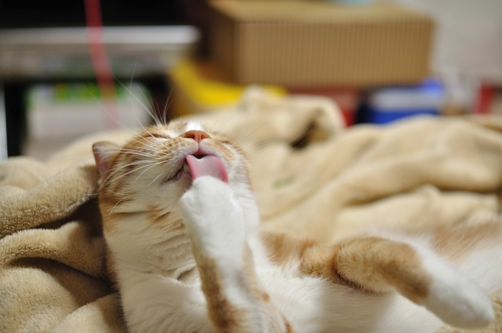 べろーーん