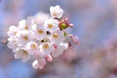 桜④