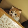 みつかった？