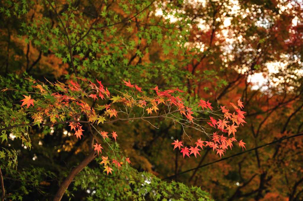 DSC_0603
