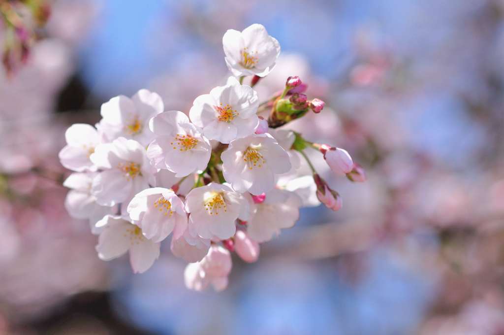 桜⑤