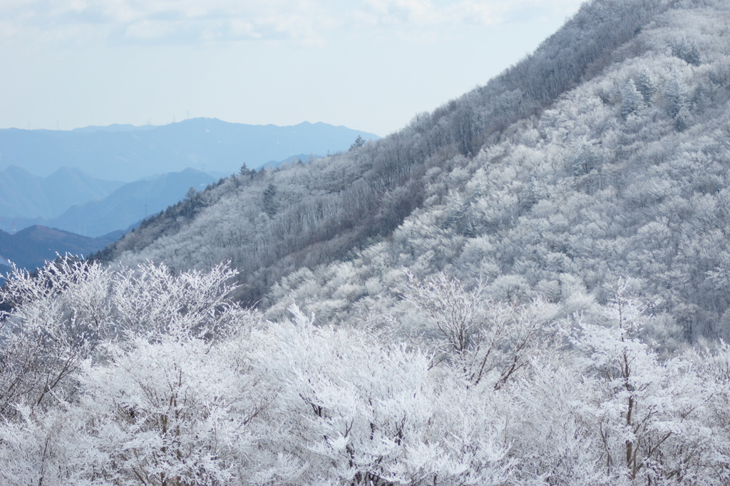 近所で霧氷