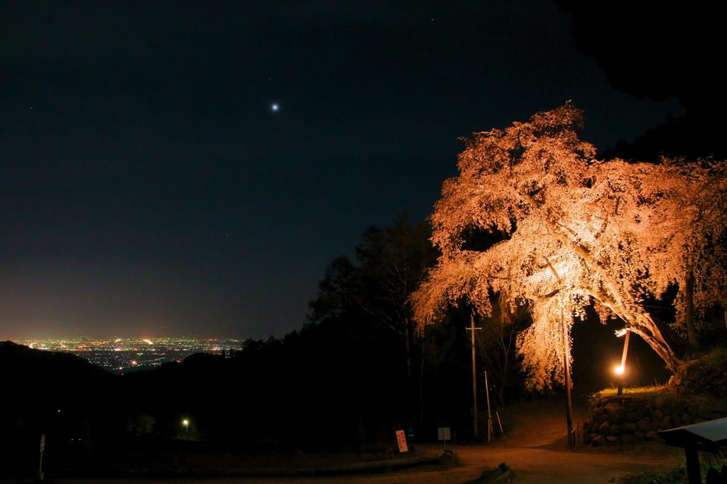 里の守り桜