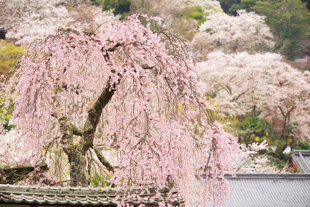 桜染