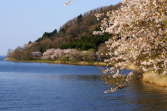 海津大崎の桜並木