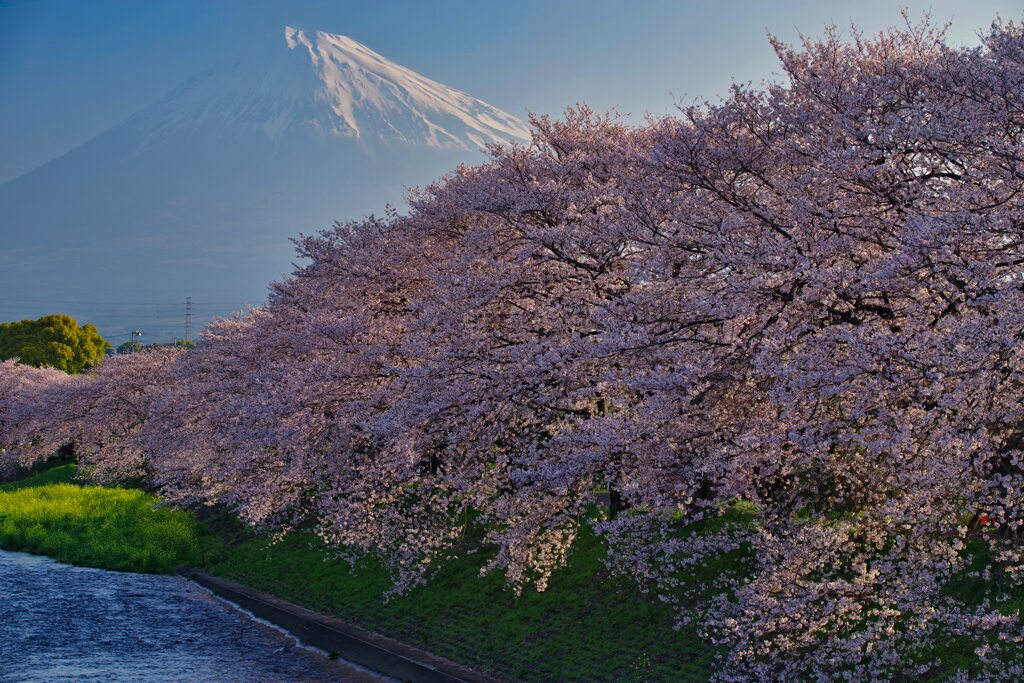 春霞の朝
