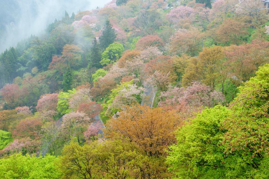 煙る桜路