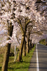桜並木