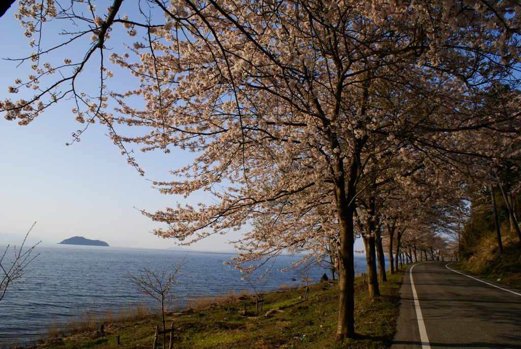 朝の散歩