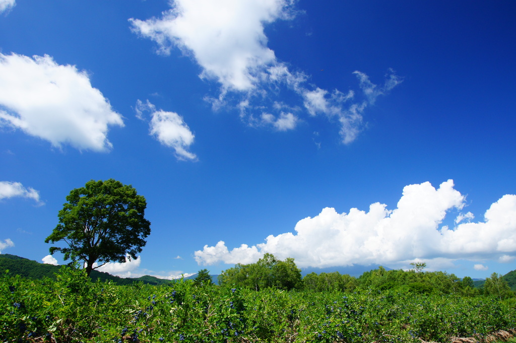 夏空！