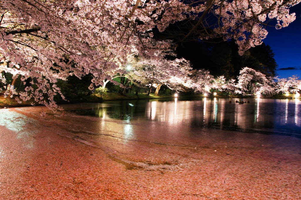臥竜の桜