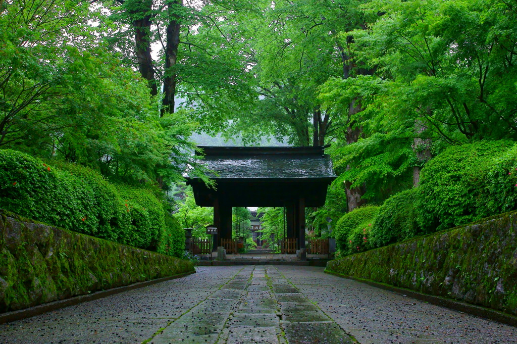 梅雨に佇む