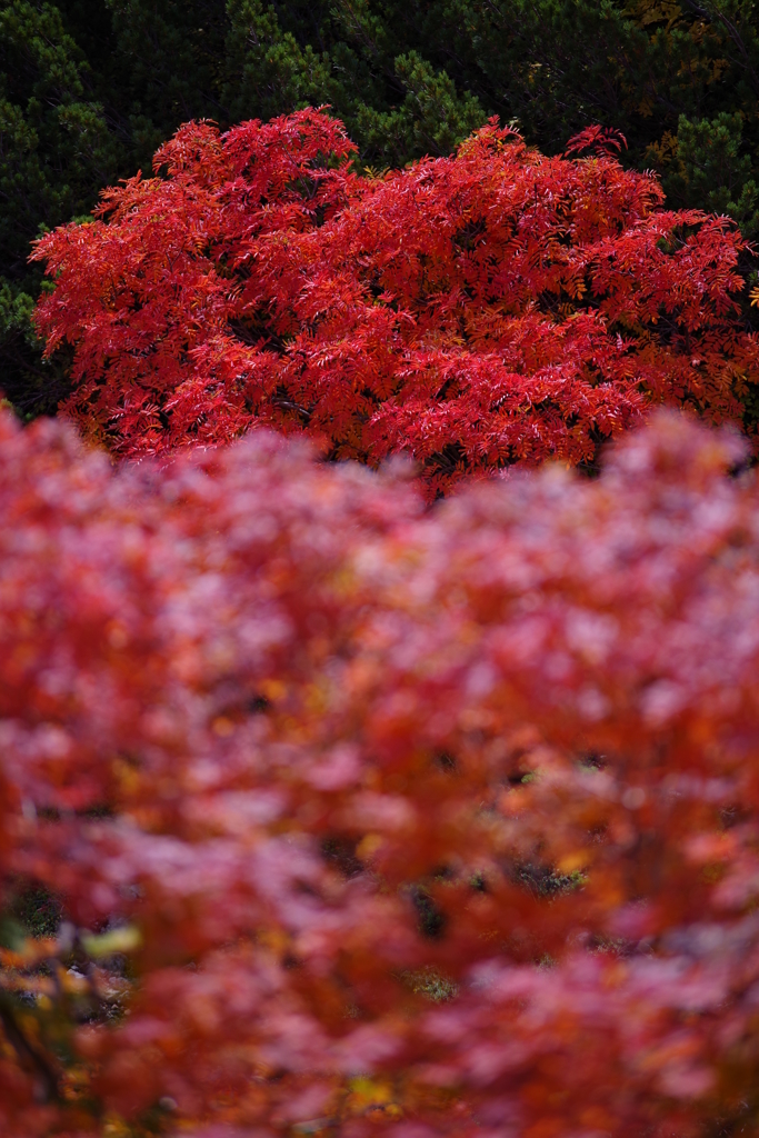 乗鞍岳 紅葉5